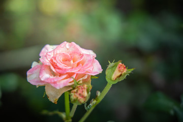 Roses in the garden