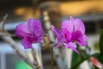  Orchid