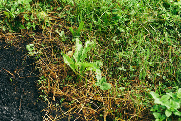 grass in the garden