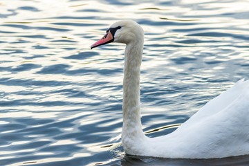 Obraz premium Swan on the lake in Truskavets, Ukraine. Close up