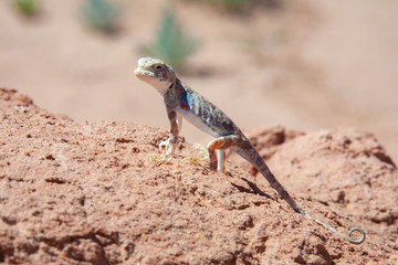 Lizard sits on gravel in desert Mongolia.