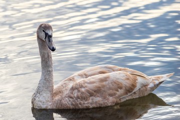 Fototapeta premium Swans on the lake in Truskavets, Ukraine.