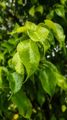 green leaves with spring drops