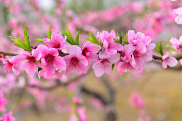 In full bloom in the peach blossom