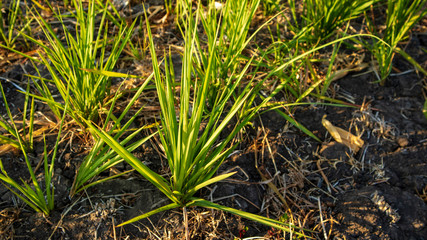 Reeds or called Imperata cylindrica in the dry season. Scenery in the morning with a quiet atmosphere in the countryside