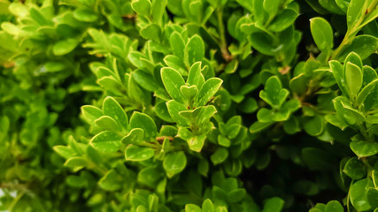 green leaves with spring drops