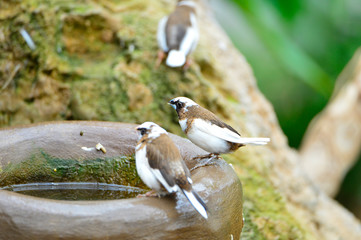 The outdoor fringillidae birds in the park