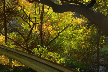 深淵の幻想的な森と憂鬱な樹海のガードレールと秋