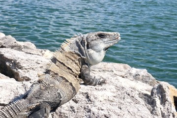 Closeup of an iguana on a rock overlooking the ocean