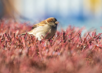 sparrow on bush
