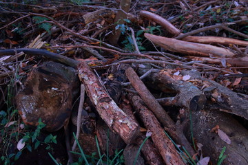 地面に落ちた秋の公園の落ち葉