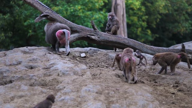 adult male babboon with the group of family members, gamadryas papio