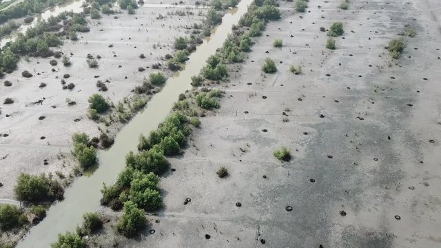 Aerial birds fly at wetland with mangrove trees at Batu Kawan, Penang.