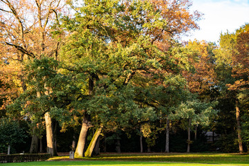 Naklejka premium Colored trees in the park in autumn. Fall forest landscape.