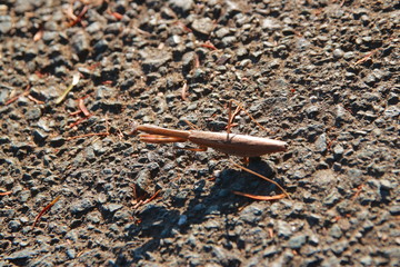 荒野で戦う擬態したカマキリ