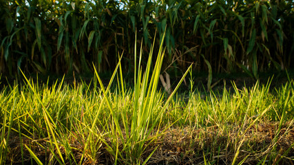Reeds or called Imperata cylindrica in the dry season. Scenery in the morning with a quiet atmosphere in the countryside