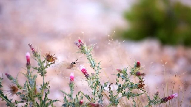 Pink thistle flowers and thorny plant at Paria view in Bryce Canyon National Park in Utah in evening with Shinx Hummingbird moth collecting nectar in slow motion