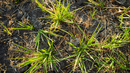 Reeds or called Imperata cylindrica in the dry season. Scenery in the morning with a quiet atmosphere in the countryside
