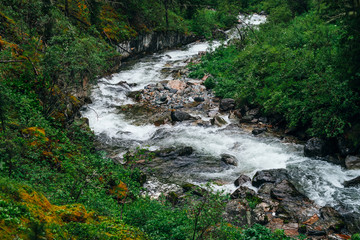 Atmospheric green forest landscape with mountain creek in rocky valley. Beautiful mystery taiga with wild river. Vivid scenery of forest freshness. Rich greenery on mossy rocks along mountain river.