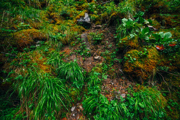 Beautiful taiga background with rich flora on mossy slope. Green grass among thick mosses on mountainside close-up. Atmospheric green forest backdrop with lush moss. Woodland grasses. Fresh greenery. © Daniil
