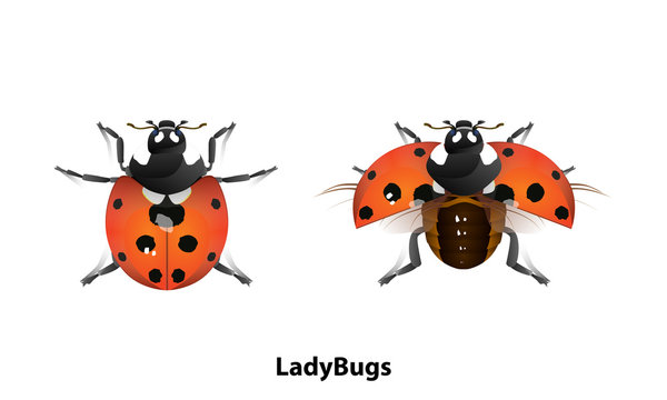 Picture of Ladybug There is a normal standing and flying on White background Is a vector file