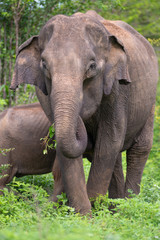 Fototapeta premium Sri Lankan Elephant feeding on leaves