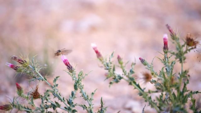 Pink thistle flowers panning and thorny plant at Paria view in Bryce Canyon National Park in Utah in evening with Shinx Hummingbird moth collecting nectar in slow motion