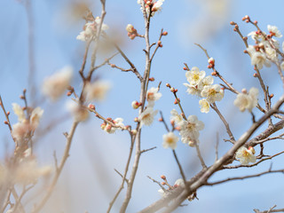 白い梅の花