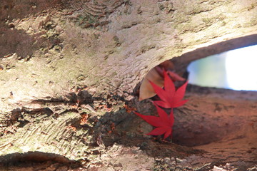 秋を感じる美しい紅葉