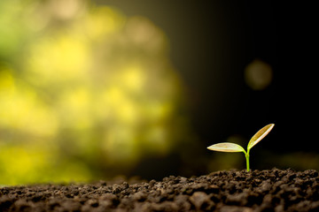 Sapling