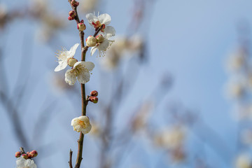 白い梅の花