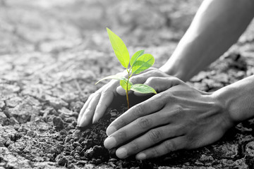 Fototapeta premium Plant