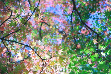 カラフルな虹色の伝説の木下の紅葉
