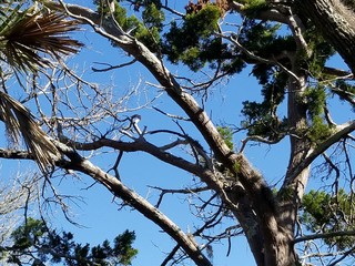 tree, nature, sky, forest, branch, branches, trees, green, blue, leaves, spring, summer, wood, leaf, bark, park, trunk, pine, canopy, woods, season, outdoors, foliage, natural, flora