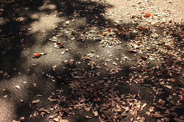 地面に落ちた秋の公園の落ち葉