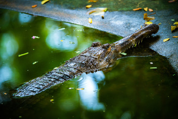dangerous animals alligator in the water