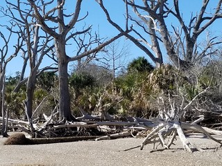 tree, landscape, beach, nature, sky, desert, sand, sea, blue, trees, coast, forest, summer, clouds, water, dead, wood, travel, park, ocean, pine, lake, green, view, rock