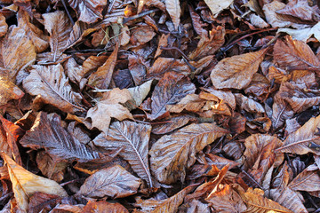 Raureif auf herbstlichem Laub. Bodenfrost im Herbst und Winter