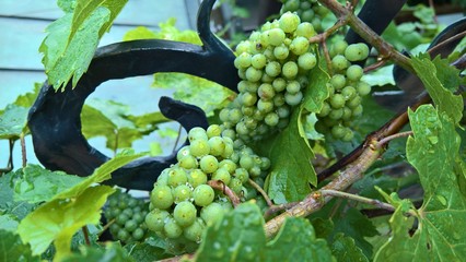 grapes on the vine
