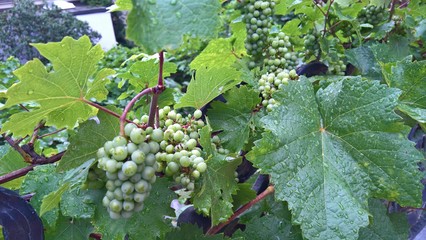 green grapes on the vine