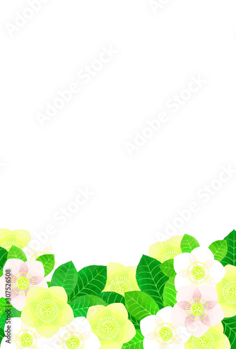 クリスマスローズのイラスト背景 Wall Mural Wallpaper Murals Konohana クリスマスローズのイラスト背景 Wall Mural Wallpaper Murals Konohana