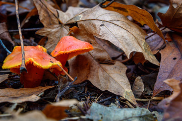 Two orange mushrooms growing in fall leaf litter on the forest floor, nature background