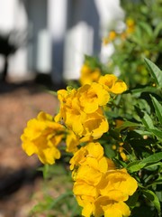 yellow flowers