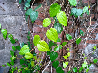 Tree propagate on the wall. Green betel leaf in the garden. Green leaf background. Green plants that propagate on the wall.