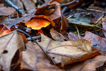 Two orange mushrooms growing in fall leaf litter on the forest floor, nature background