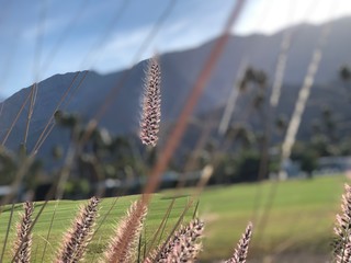 grasses on a background of blue sky