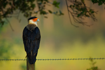 A male Crested Caracara perched on a fence post surveying it's territory.