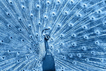 Obraz premium Beautiful peacock toned in classic blue, color of the year 2020. Selective focus