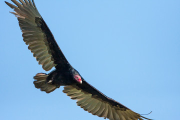 Fototapeta na wymiar A closeup of a large Turkey Vulture soaring above in a blue sky.