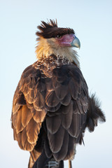 A juvenile Crested Caracara gets it's feathers ruffled in the wind.